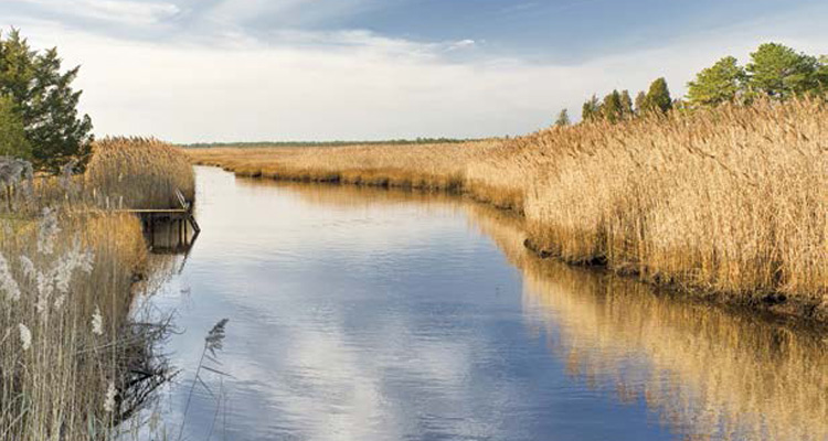 The New Jersey Pinelands