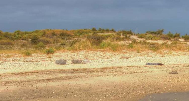 A scene from Barnegate Lighthouse State Park